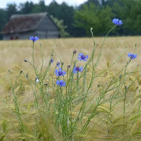 بيت للعطل Werts Hof Ferienwohnen *