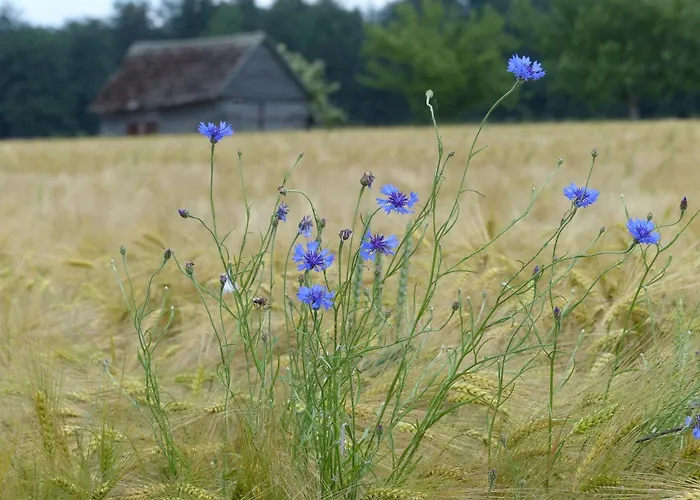 Dom wakacyjny Werts Hof Ferienwohnen *